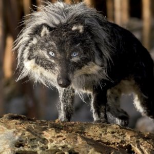 Lara Diloy dirige "Pedro y el lobo" en el Real Teatro de Retiro, sobre el cortometraje animado de Suzie Templeton