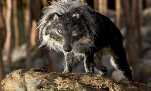 Lara Diloy dirige "Pedro y el lobo" en el Real Teatro de Retiro, sobre el cortometraje animado de Suzie Templeton